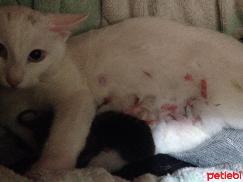 Van Kedisi, Kedi  Mışka fotoğrafı