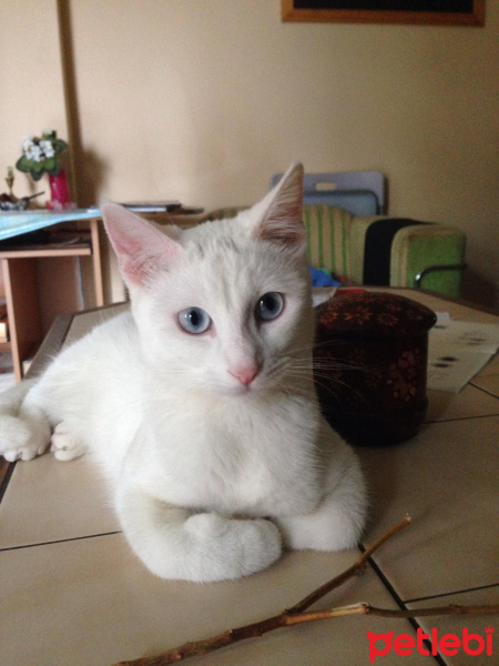 Van Kedisi, Kedi  Mışka fotoğrafı