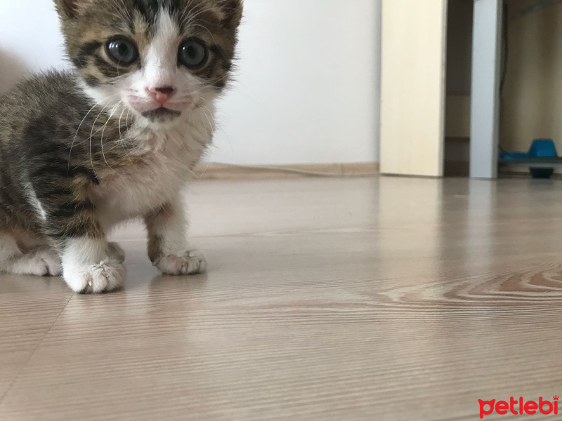 Tekir Kedi, Kedi  Çakır fotoğrafı