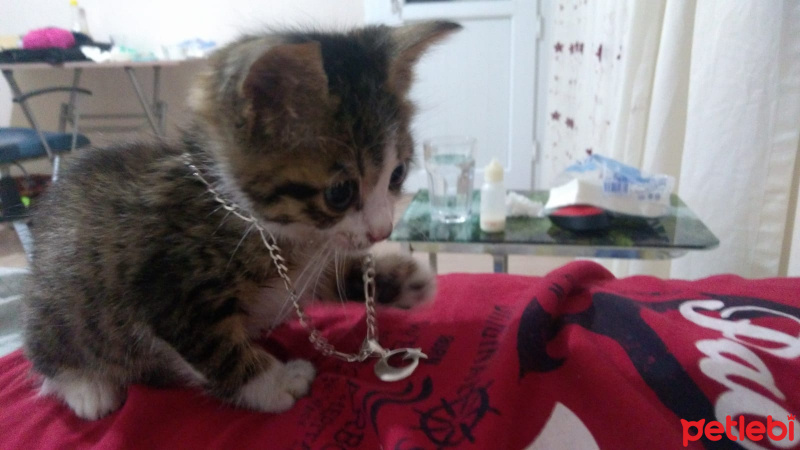 Tekir Kedi, Kedi  Çakır fotoğrafı