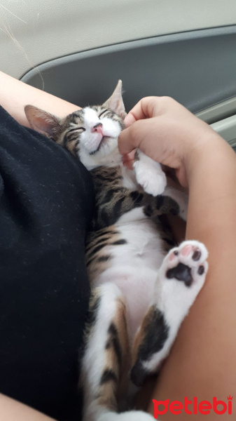 Tekir Kedi, Kedi  Çakır fotoğrafı