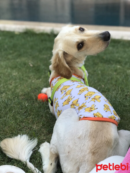 Golden Retriever, Köpek  Peri fotoğrafı