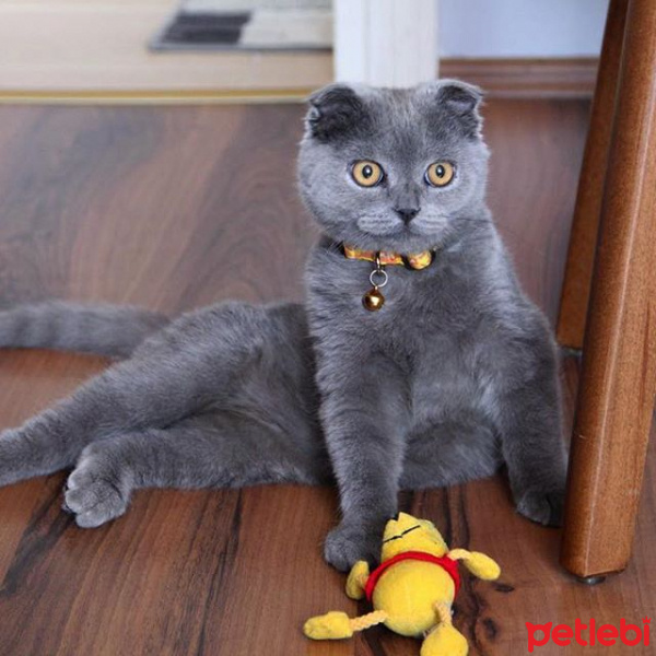Scottish Fold, Kedi  pablo fotoğrafı