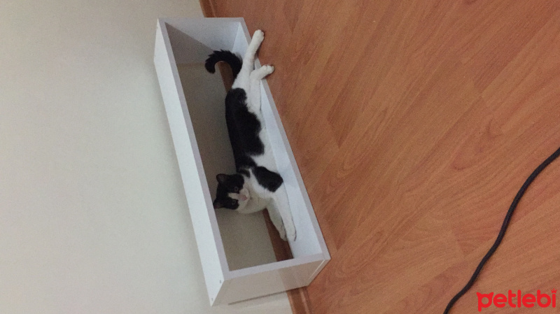 Tuxedo (Smokin) Kedi, Kedi  AyAzCaN fotoğrafı