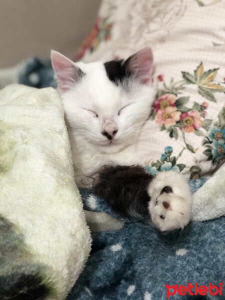 Ankara Kedisi, Kedi  Çiko fotoğrafı