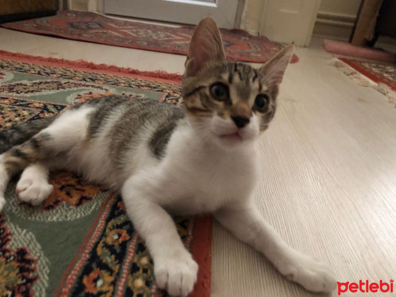 Tekir Kedi, Kedi  eros fotoğrafı