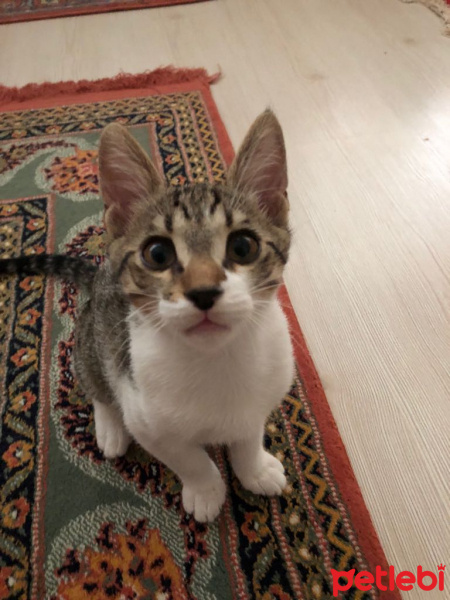 Tekir Kedi, Kedi  eros fotoğrafı