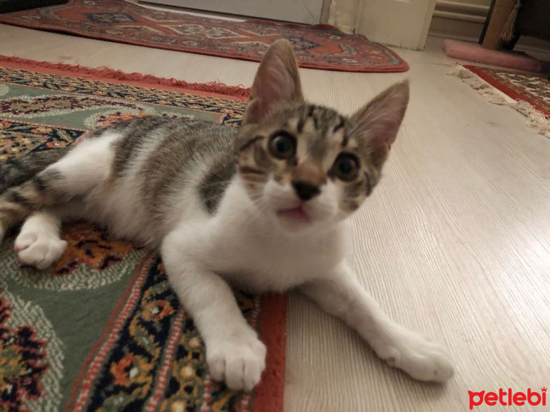 Tekir Kedi, Kedi  eros fotoğrafı