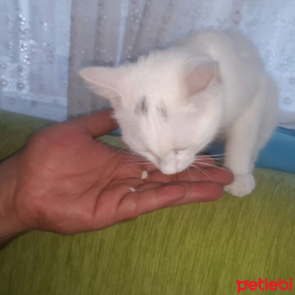 Van Kedisi, Kedi  Gölge fotoğrafı