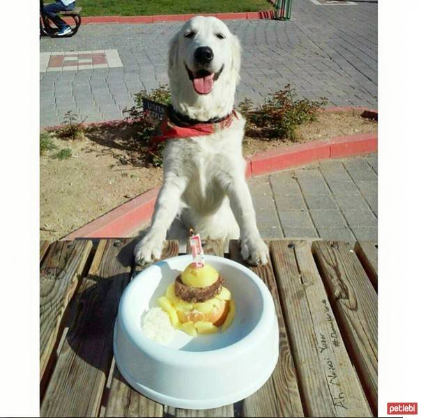 Golden Retriever, Köpek  Kaşar fotoğrafı