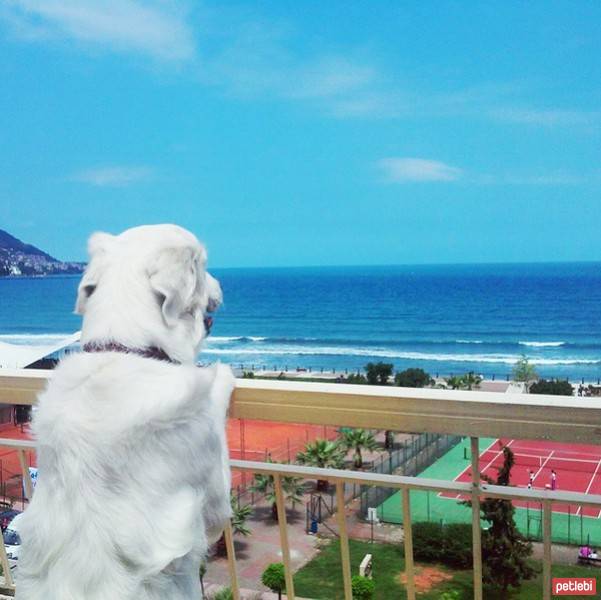 Golden Retriever, Köpek  Kaşar fotoğrafı