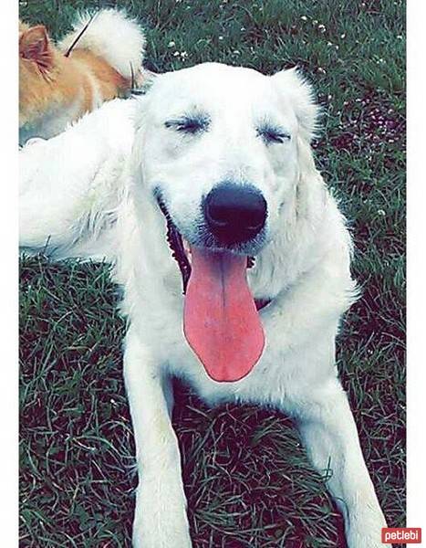 Golden Retriever, Köpek  Kaşar fotoğrafı