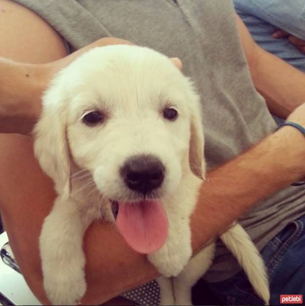 Golden Retriever, Köpek  Kaşar fotoğrafı