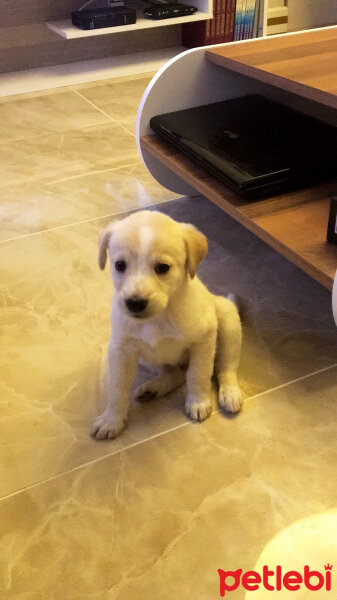 Golden Retriever, Köpek  Pipet fotoğrafı