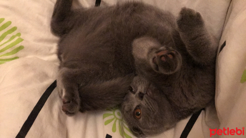 Scottish Fold, Kedi  Maya fotoğrafı