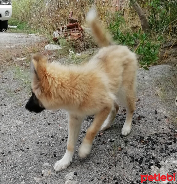 Alman Çoban Köpeği, Köpek  sely fotoğrafı