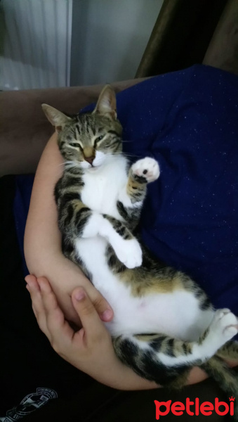Tekir Kedi, Kedi  Mişa fotoğrafı