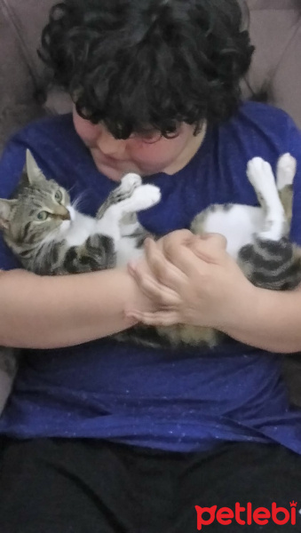 Tekir Kedi, Kedi  Mişa fotoğrafı