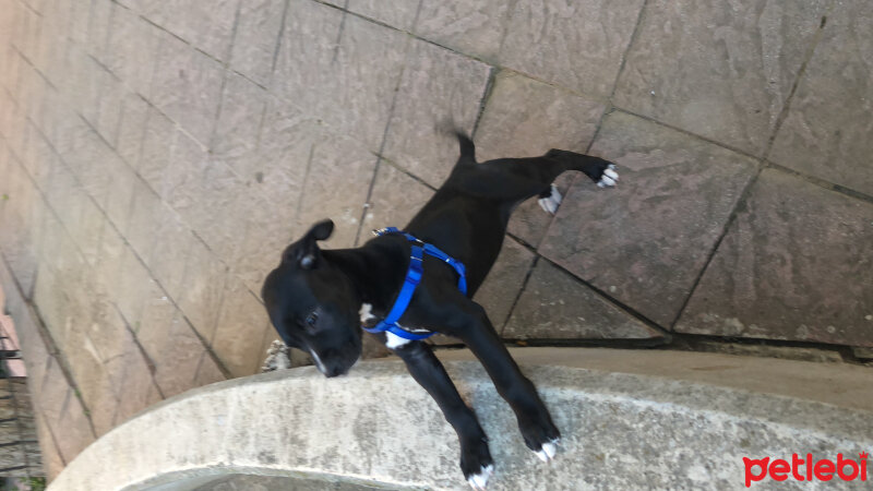 Staffordshire Bull Terrier, Köpek  Pablo fotoğrafı