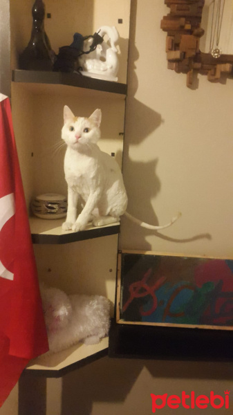 Van Kedisi, Kedi  BİLO fotoğrafı