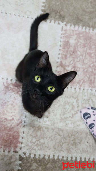 Bombay, Kedi  Nyx fotoğrafı