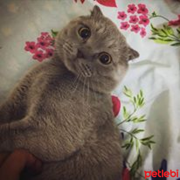 Scottish Fold, Kedi  Kaptan Barbaros fotoğrafı