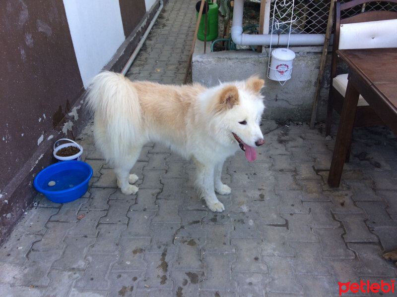 Akita İnu, Köpek  Cengo fotoğrafı