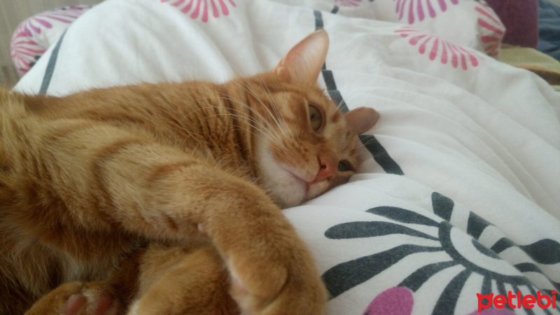 Tekir Kedi, Kedi  Koç fotoğrafı
