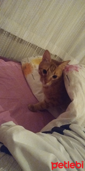 Tekir Kedi, Kedi  Koç fotoğrafı