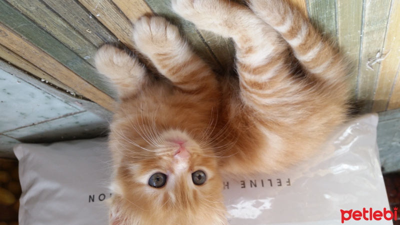 Tekir Kedi, Kedi  Yavru1 fotoğrafı