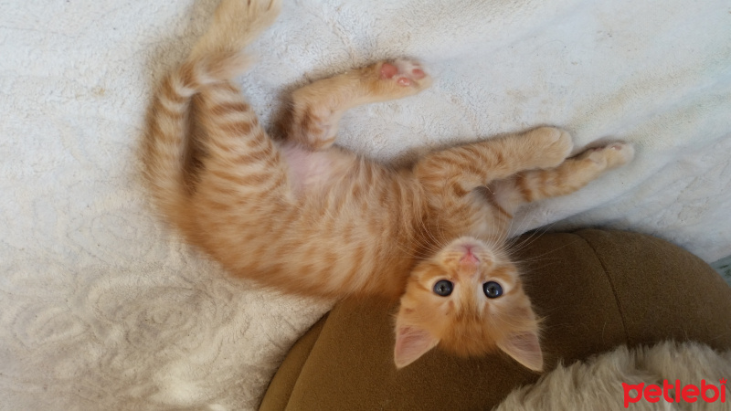 Tekir Kedi, Kedi  Yavru1 fotoğrafı