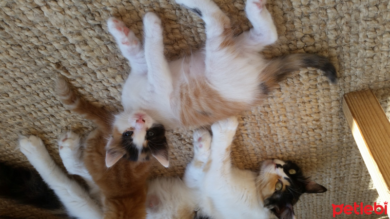 Tekir Kedi, Kedi  Yavru1 fotoğrafı