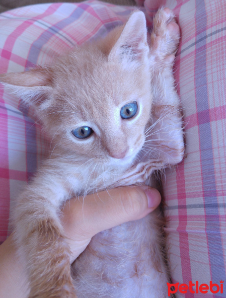 Tekir Kedi, Kedi  Mecnun fotoğrafı