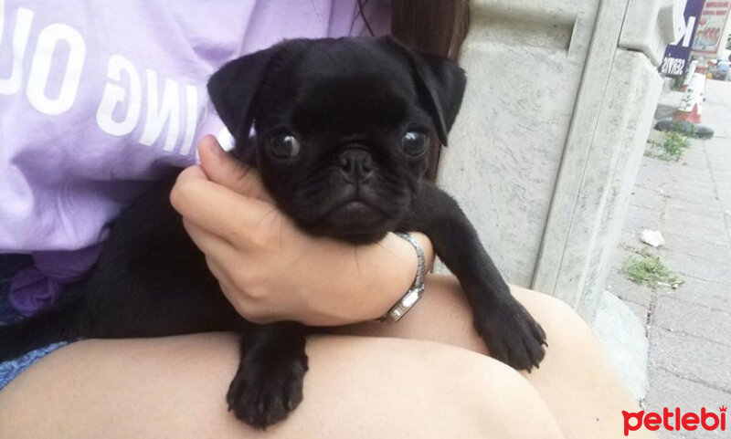 Pug, Köpek  murat fotoğrafı