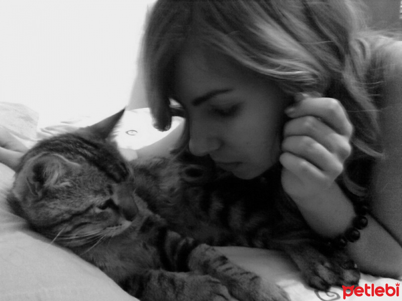 Tekir Kedi, Kedi  tekil fotoğrafı