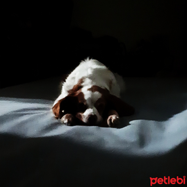 King Charles Spaniel, Köpek  Molly fotoğrafı