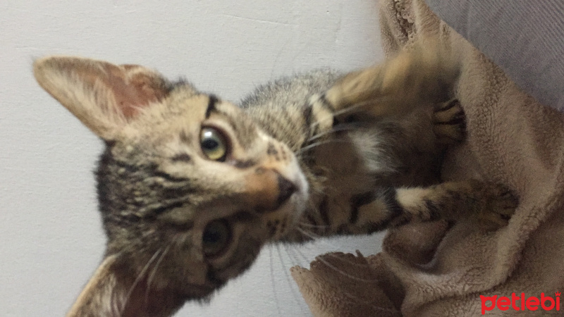 Soke, Kedi  Osman fotoğrafı