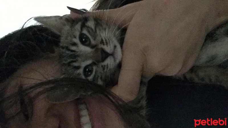 Soke, Kedi  Osman fotoğrafı