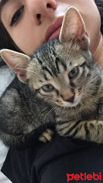 Soke, Kedi  Osman fotoğrafı
