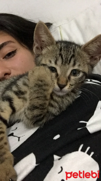 Soke, Kedi  Osman fotoğrafı