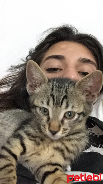 Soke, Kedi  Osman fotoğrafı