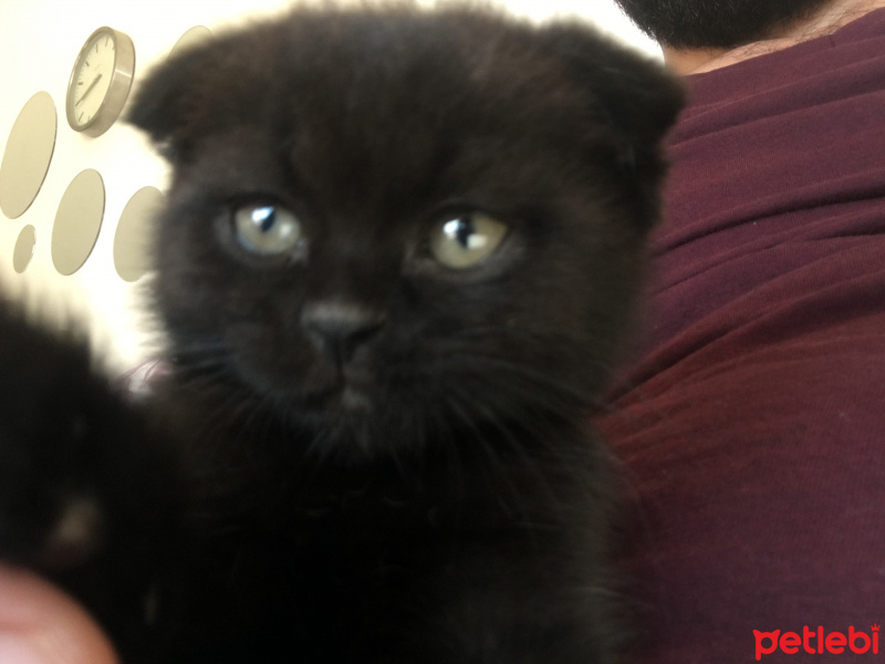 Scottish Fold, Kedi  Becks fotoğrafı