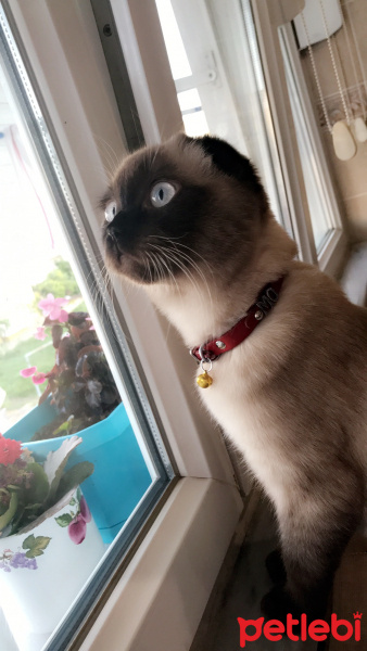 Scottish Fold, Kedi  Mocha fotoğrafı