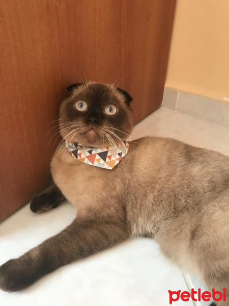 Scottish Fold, Kedi  Mocha fotoğrafı