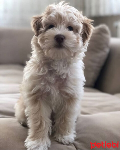 Maltese, Köpek  Herkül fotoğrafı