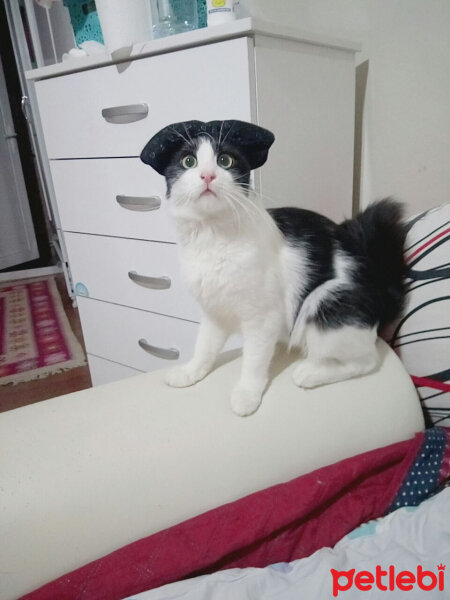 Tuxedo (Smokin) Kedi, Kedi  mişa fotoğrafı