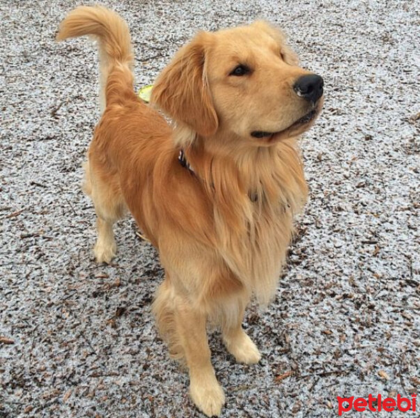 Golden Retriever, Köpek  Limonum fotoğrafı