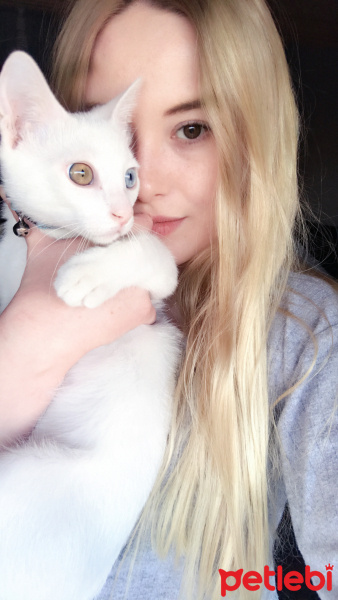 Van Kedisi, Kedi  Prens Sülü fotoğrafı