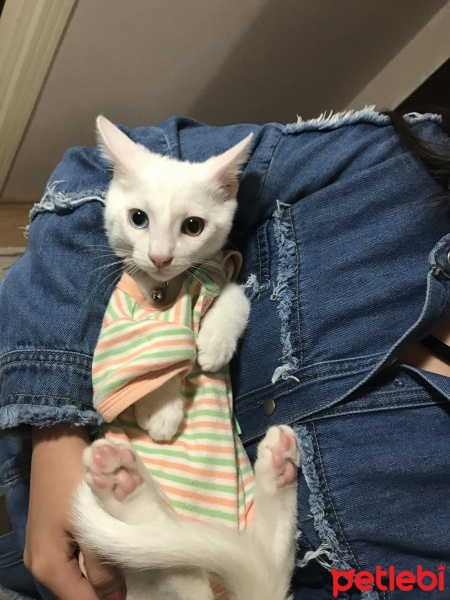 Van Kedisi, Kedi  Prens Sülü fotoğrafı