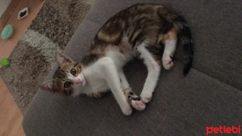 Tekir Kedi, Kedi  Diablo fotoğrafı